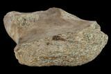 Partial Dinosaur Vertebra Process - Aguja Formation, Texas #116734-3